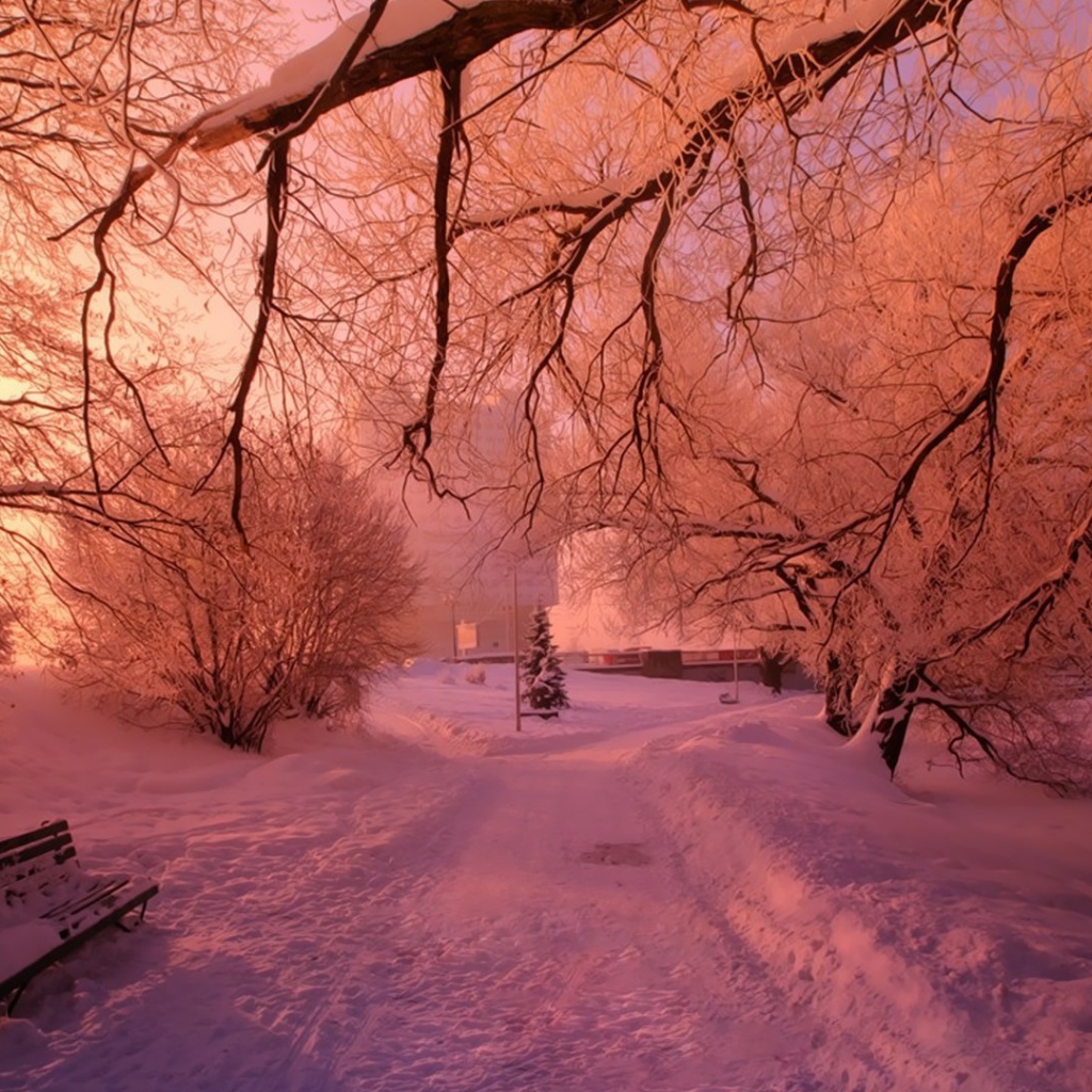 Розовый снег в зимнем парке