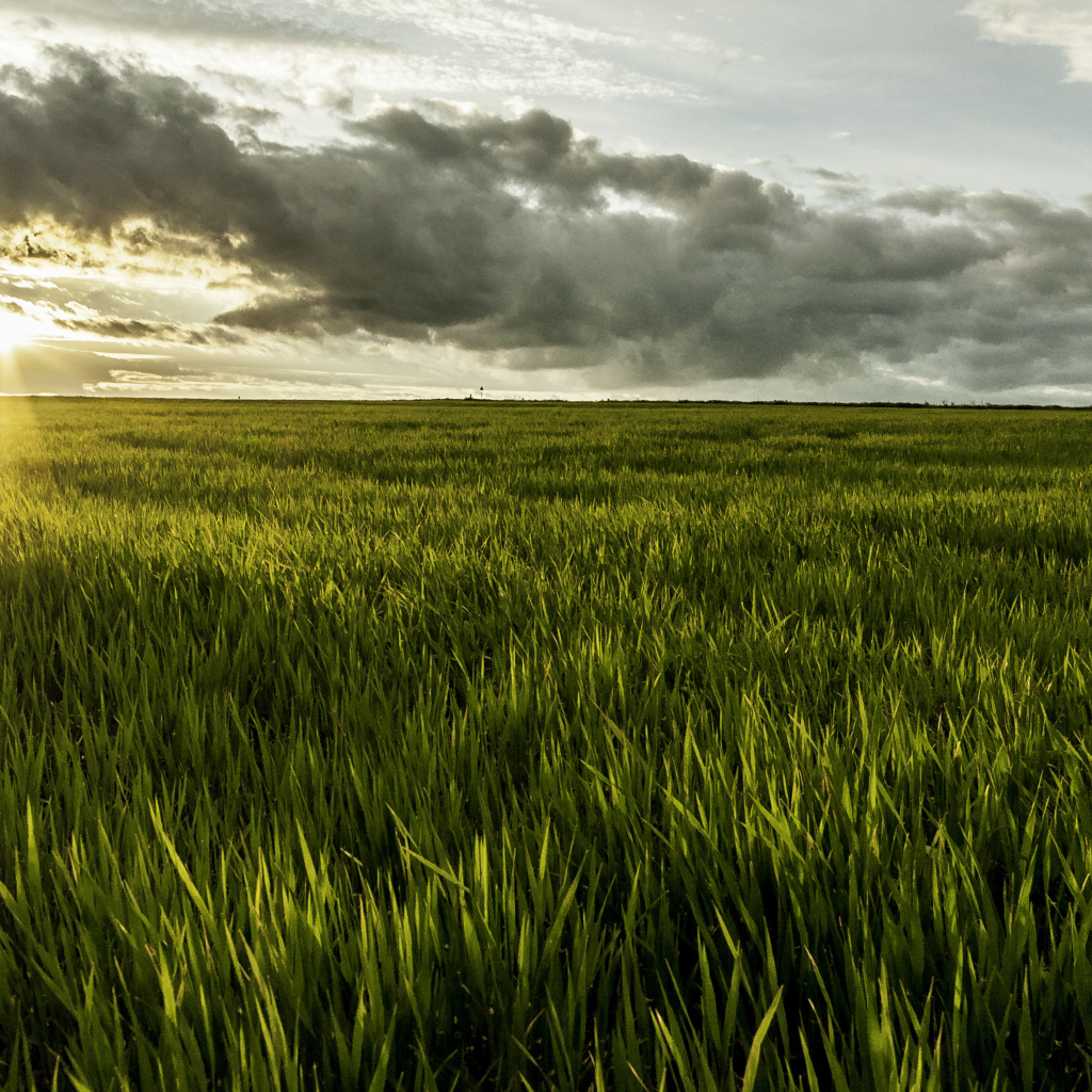 Фермерское поле в Румынии