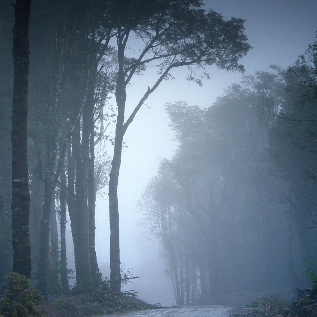 Туманный лес в Чили