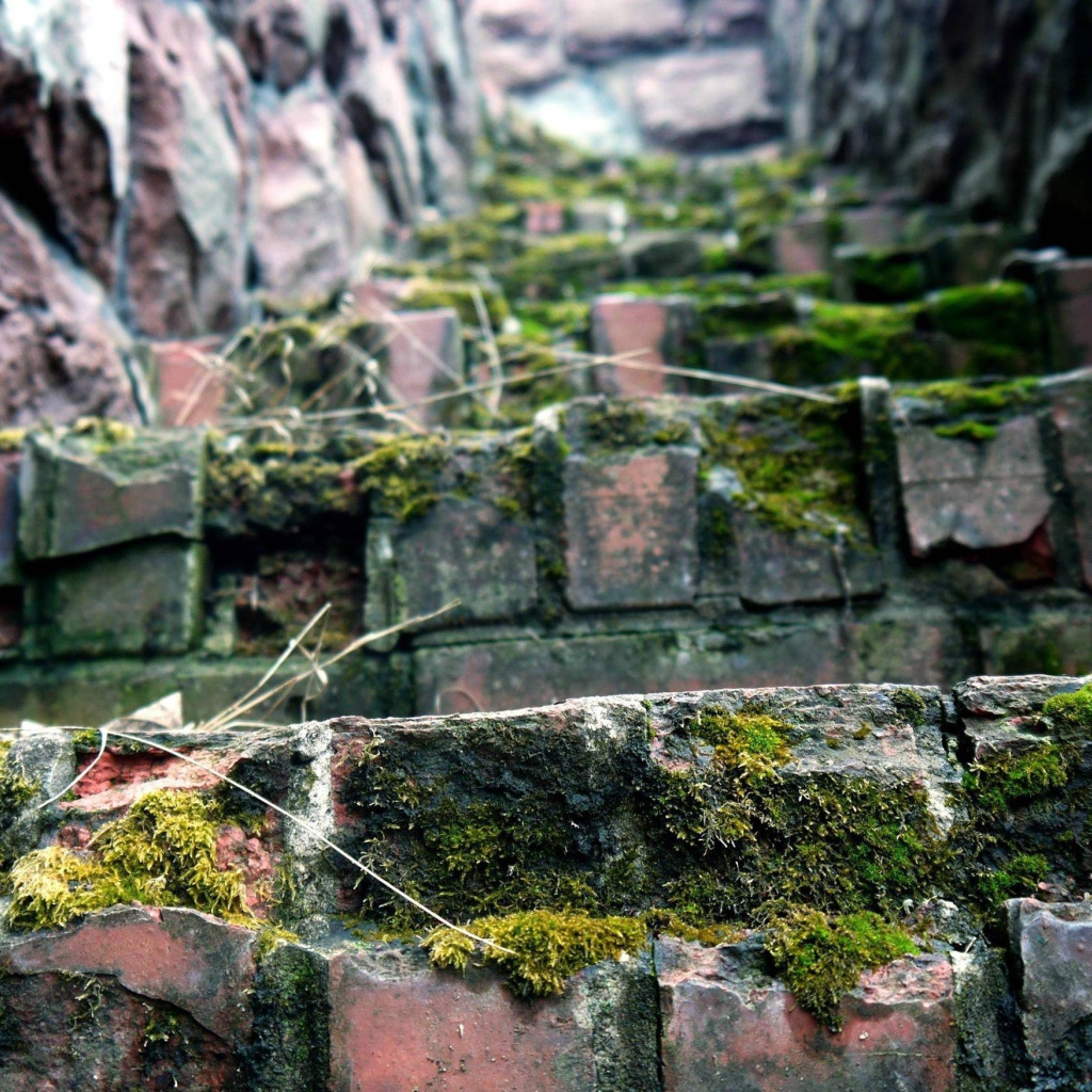 Поросшие мхом ступени