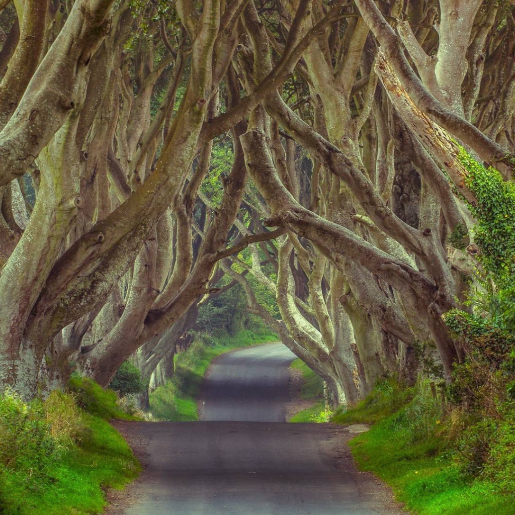 Таинственный лес, Северная Ирландия