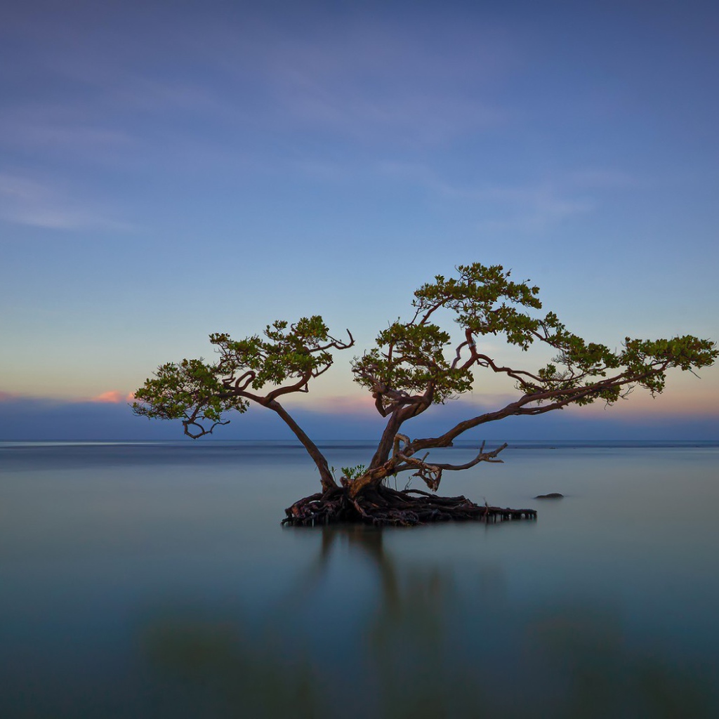 Дерево среди озера в Пуэрто-Рико