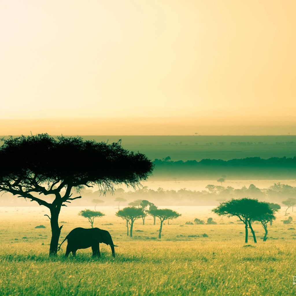 An elephant under a tree, Africa