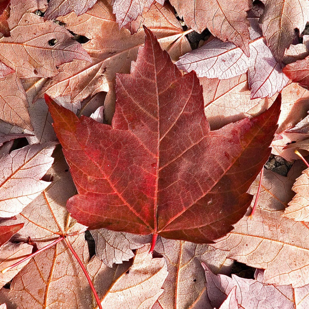 Флаг Канады из осенних листьев