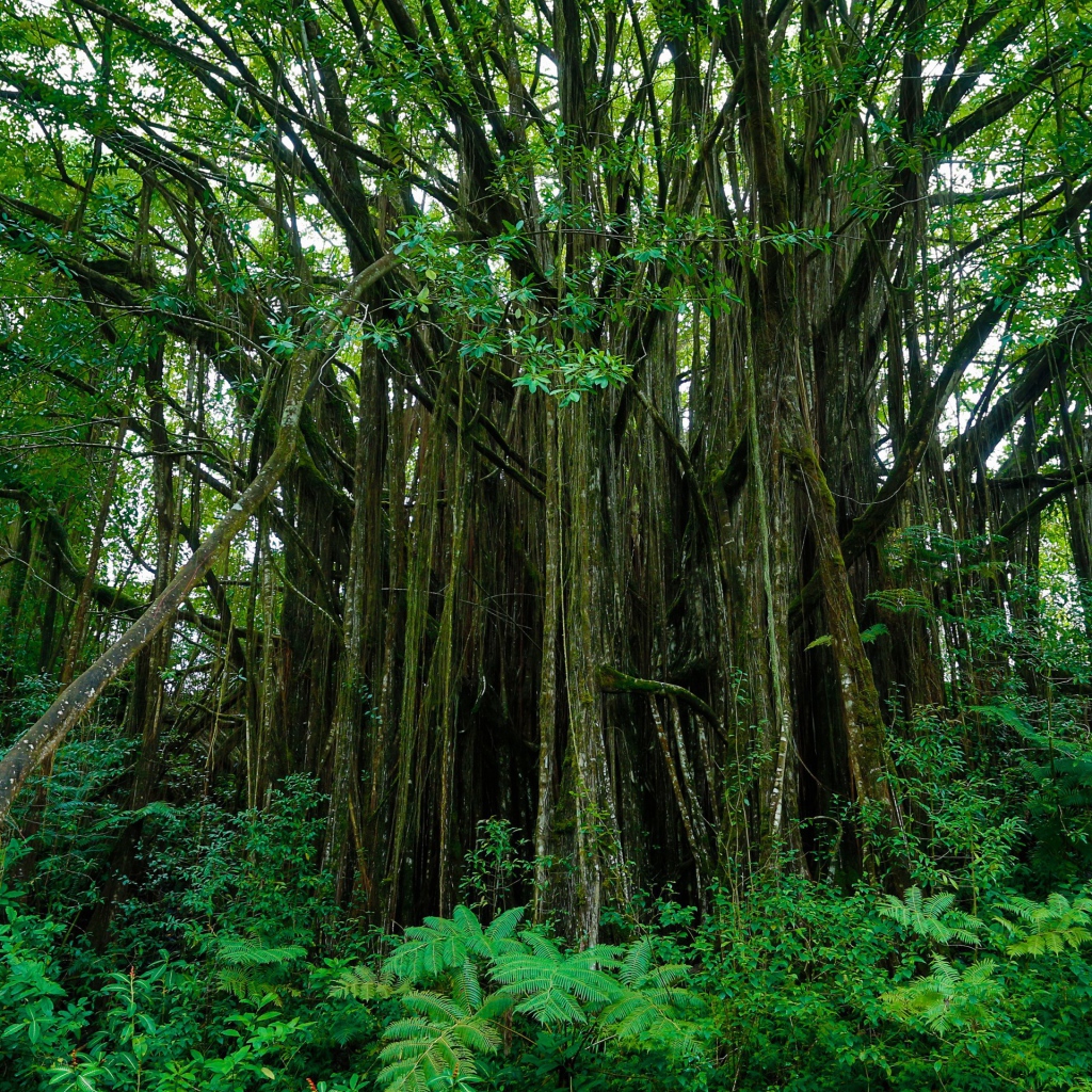 Густые заросли на Гавайях