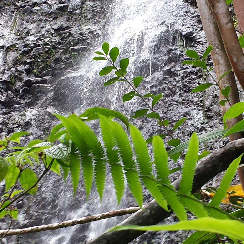Водопад в заповеднике на Гавайях