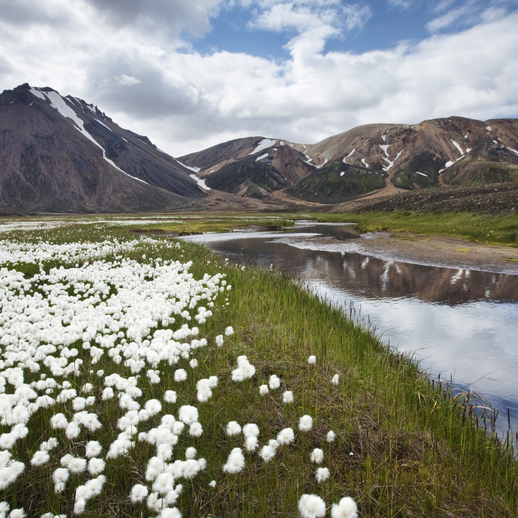 Полевые цветы в Исландии