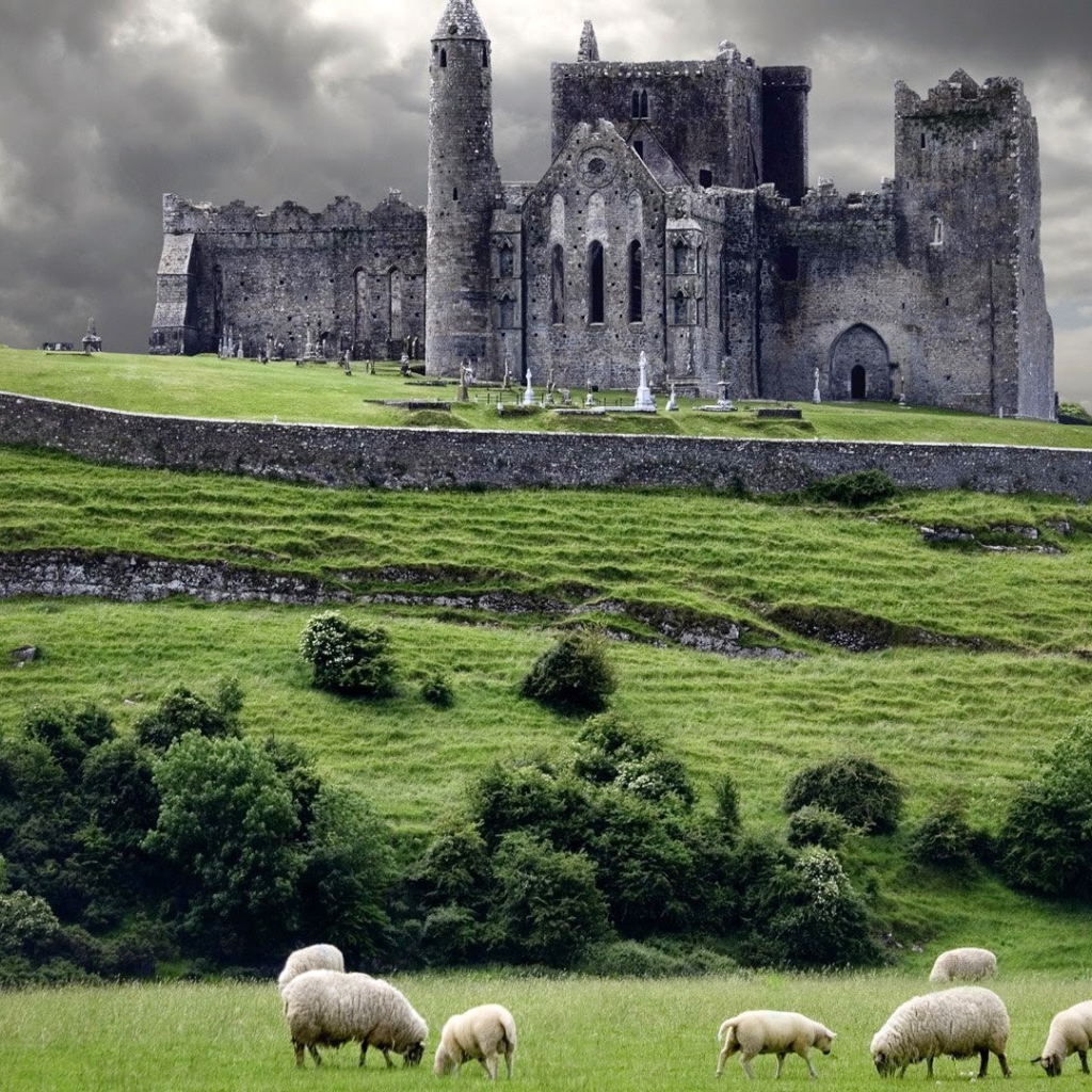 Овцы на пастбище у замка в Ирландии