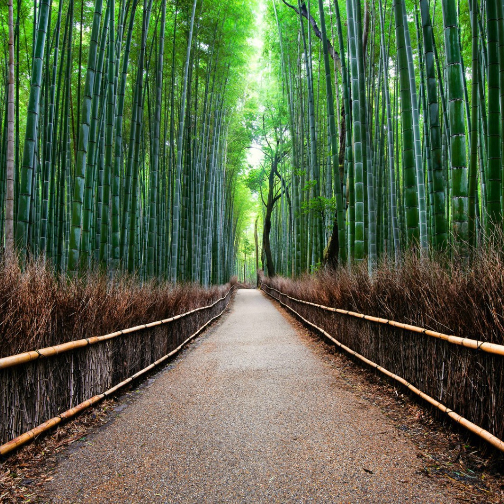 Бамбуковый лес Сагано в Киото, Япония