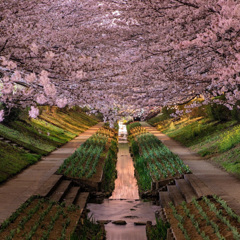 Весенний цветущий сад в Японии