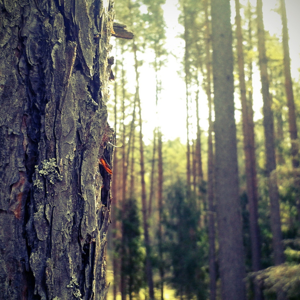 Лес в Мазурии, Польша