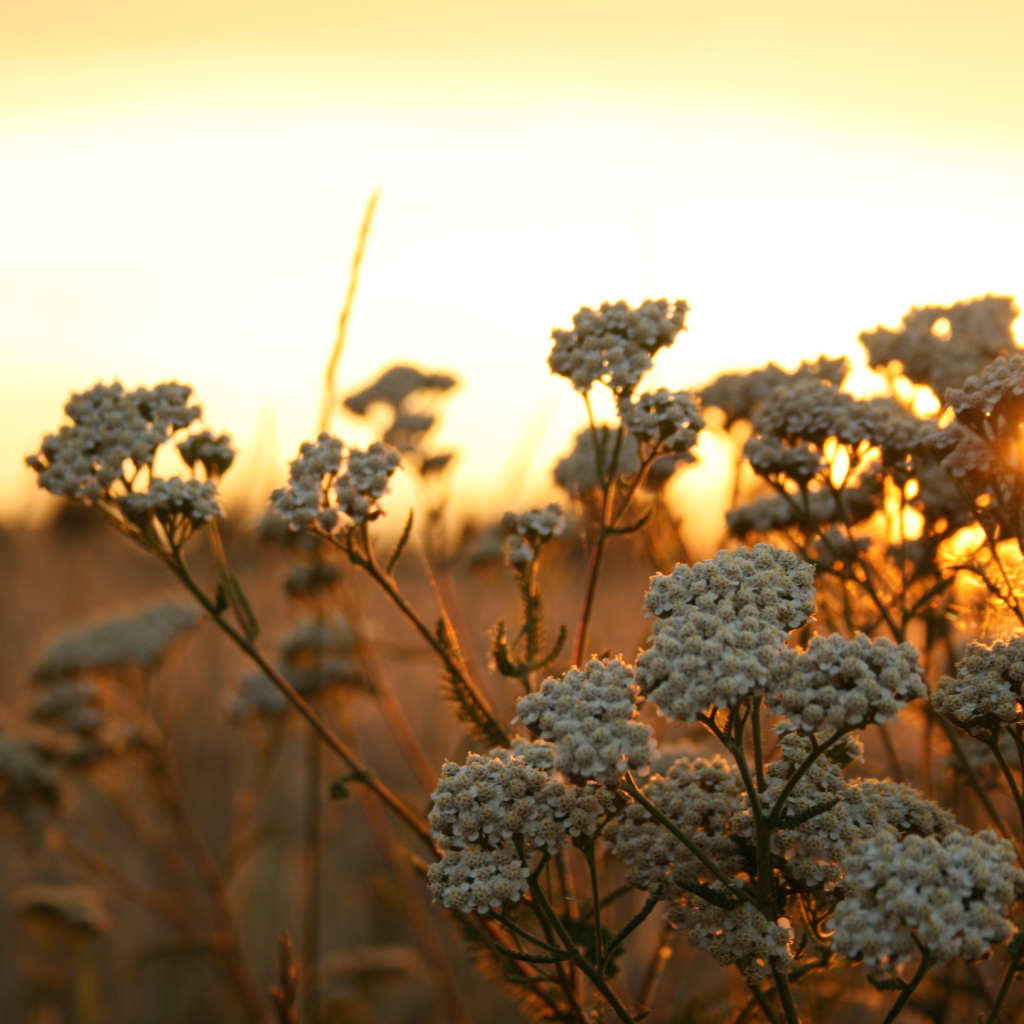 Полевые растения на фоне заката в Польше