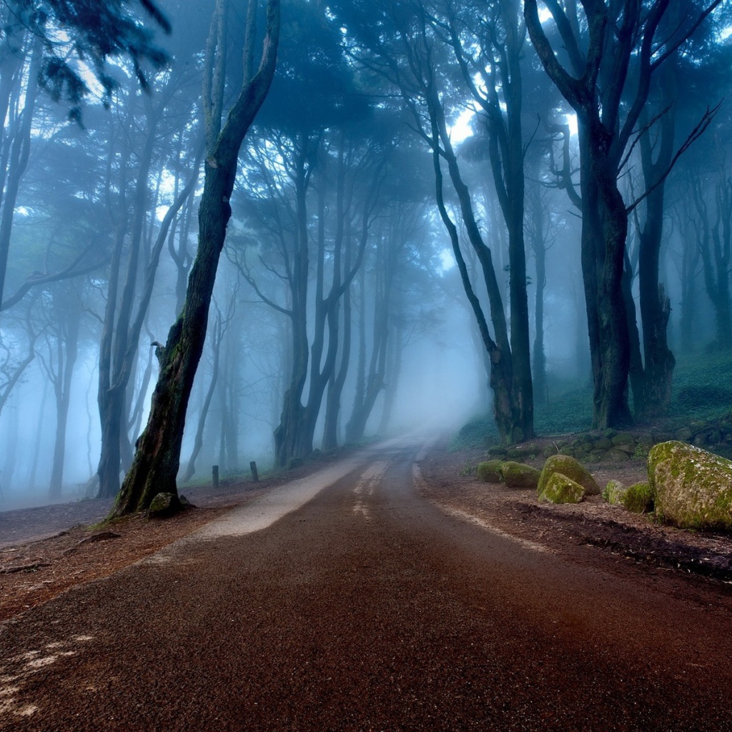 Дорога в туманном лесу, Португалия