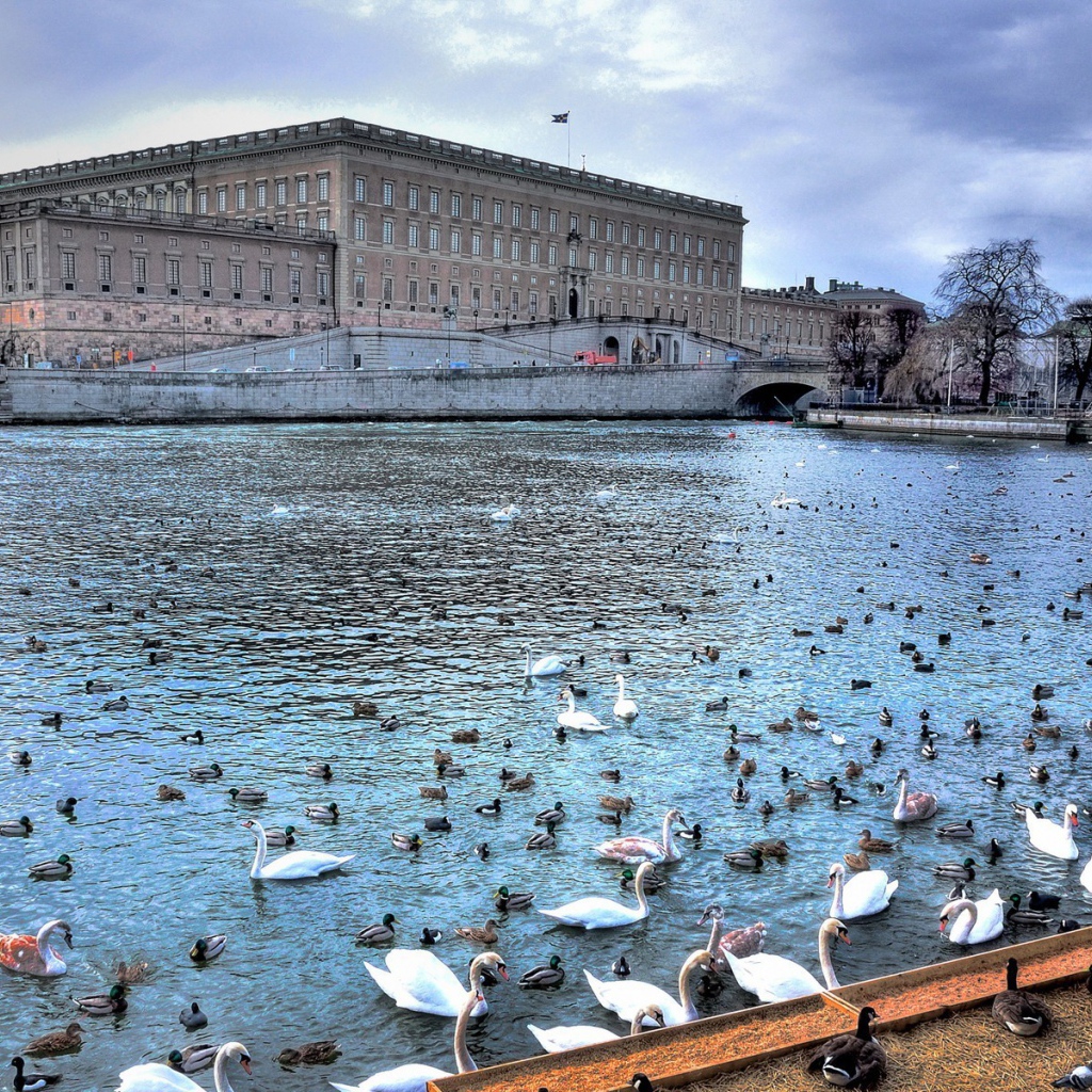 Птицы на реке в городе, Швеция