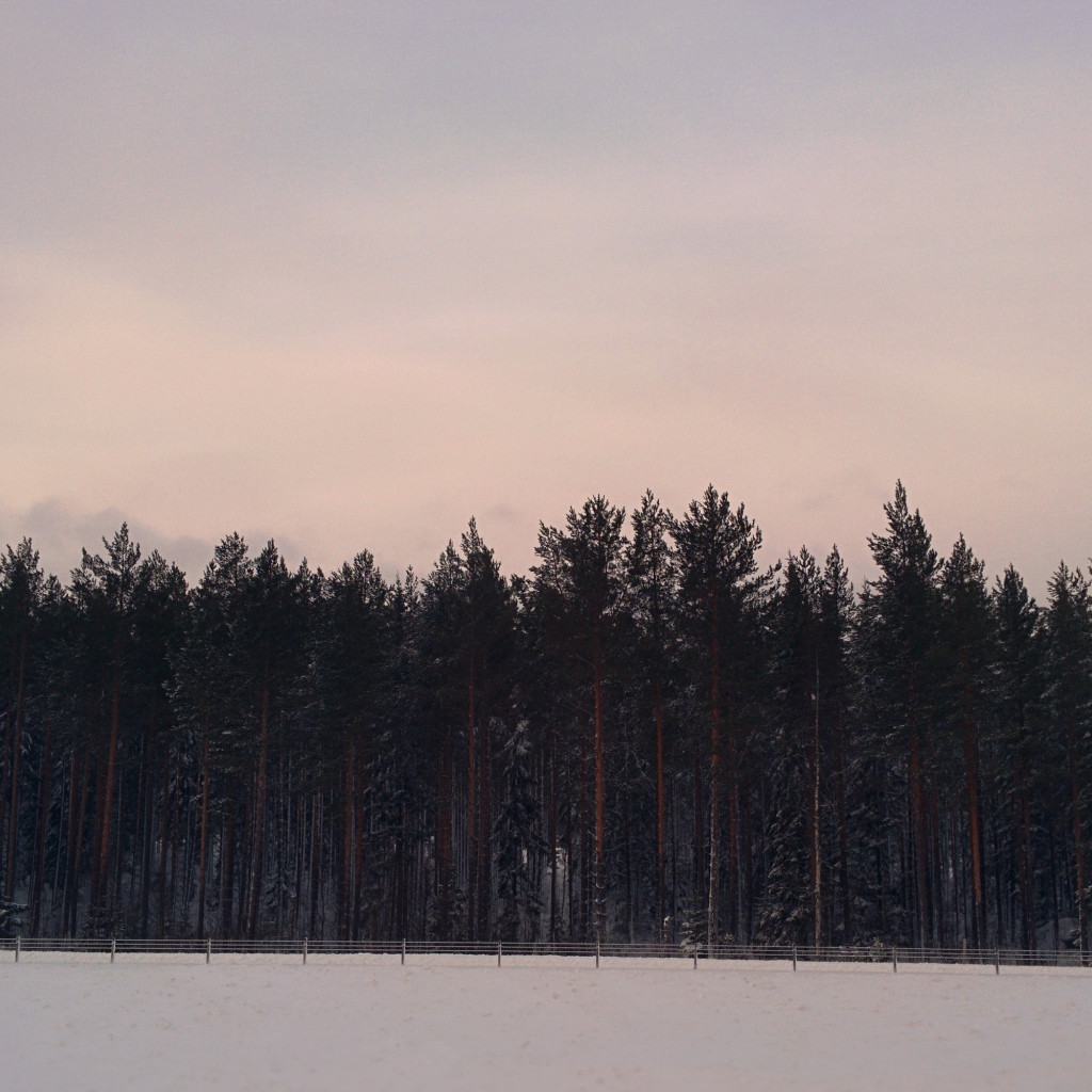 Сосновый лес в Швеции