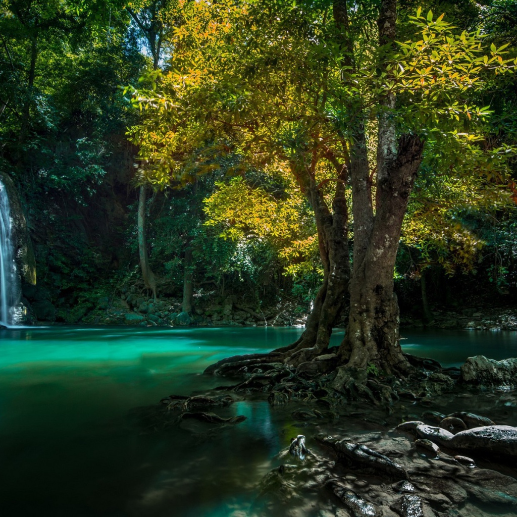 Дерево на камне среди воды, Таиланд