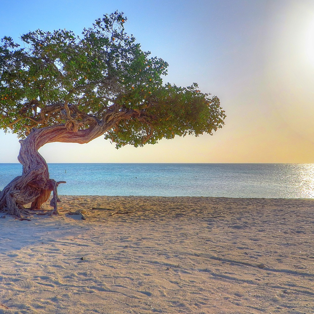 Старое дерево на пляже, Аруба