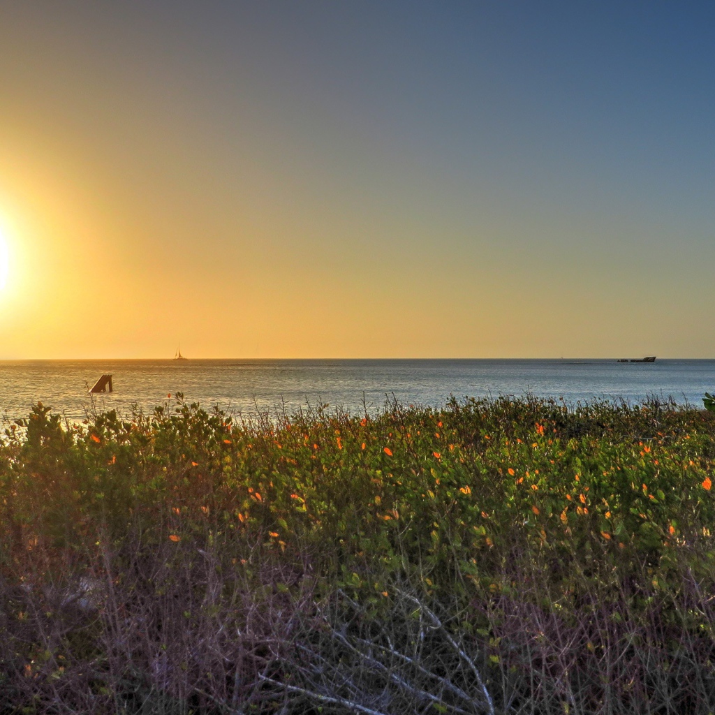 Растения на берегу моря на Арубе