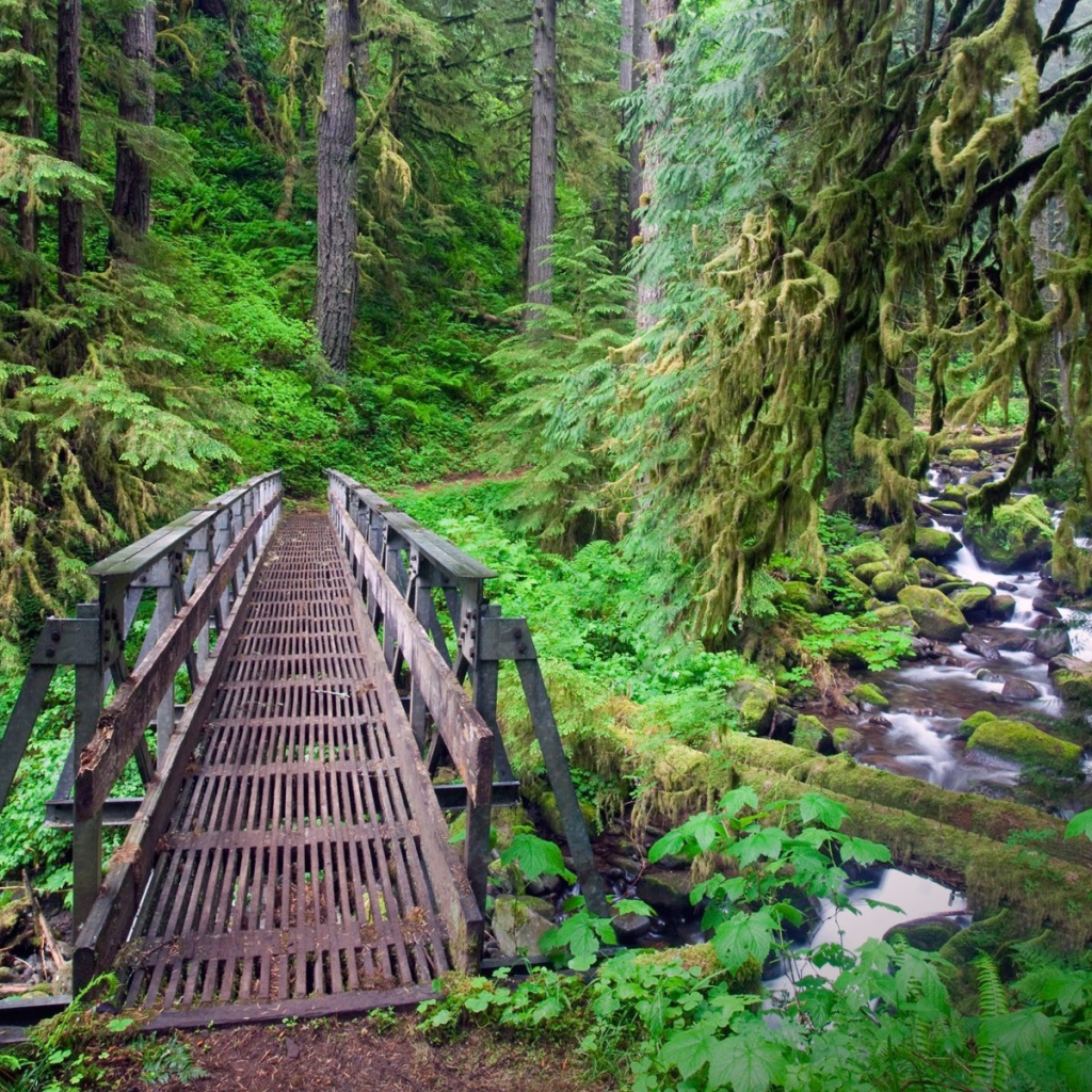 Мост через ручей в лесу, Орегон