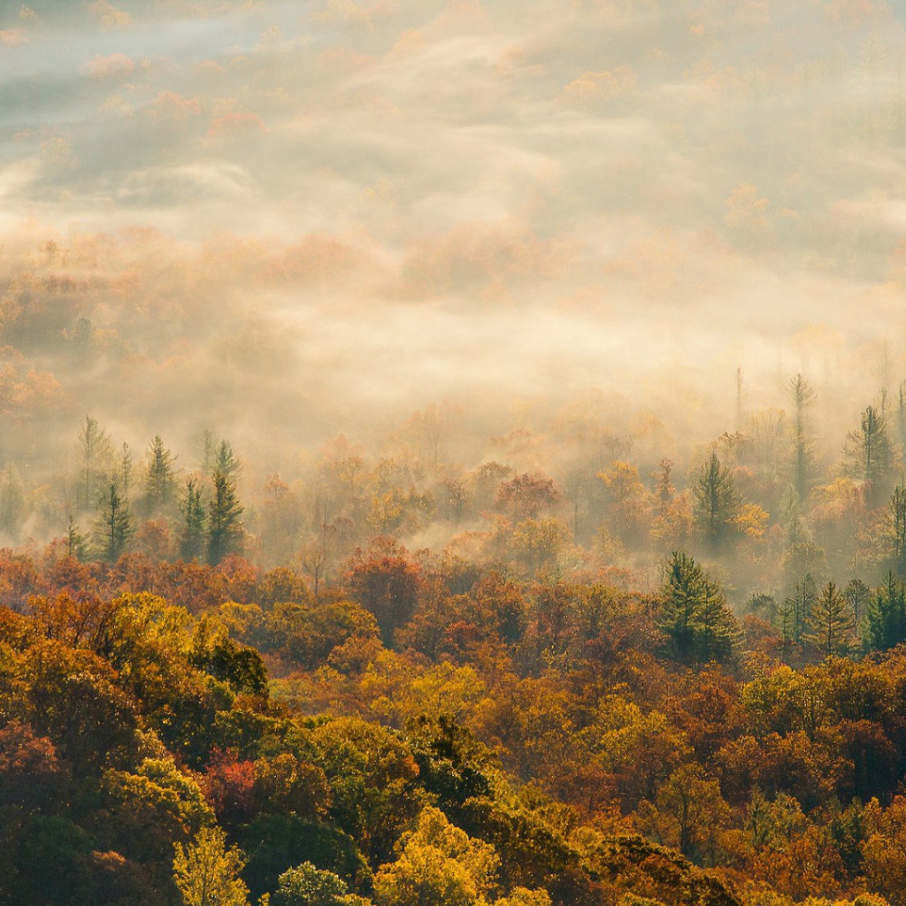 Лес в Северной Каролине