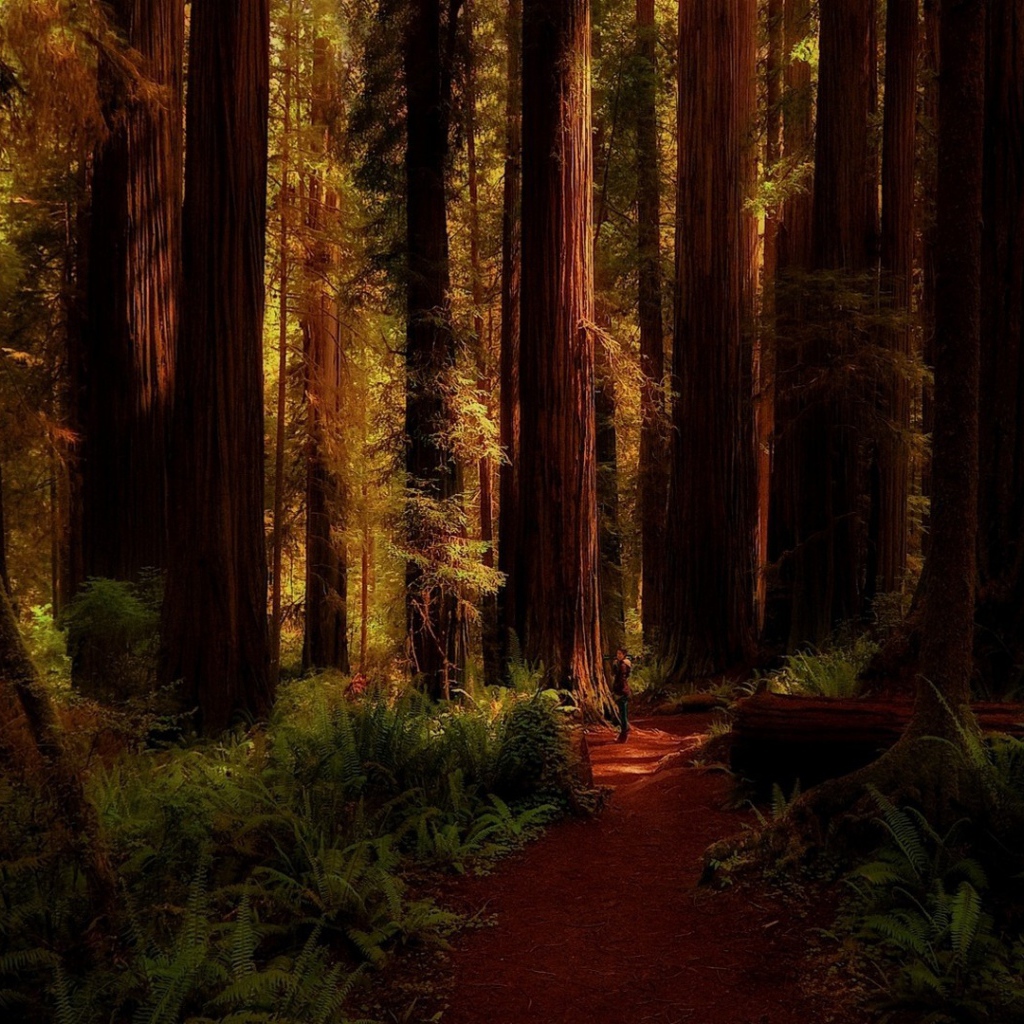 Огромные деревья в лесу, Калифорния