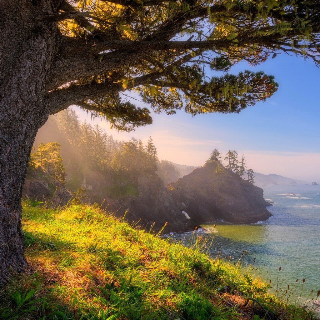 Старое дерево на берегу, Орегон