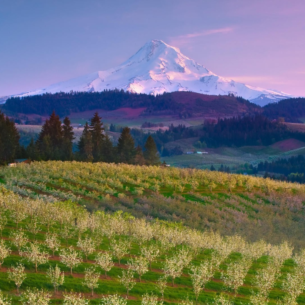 Фруктовый сад на ферме в США