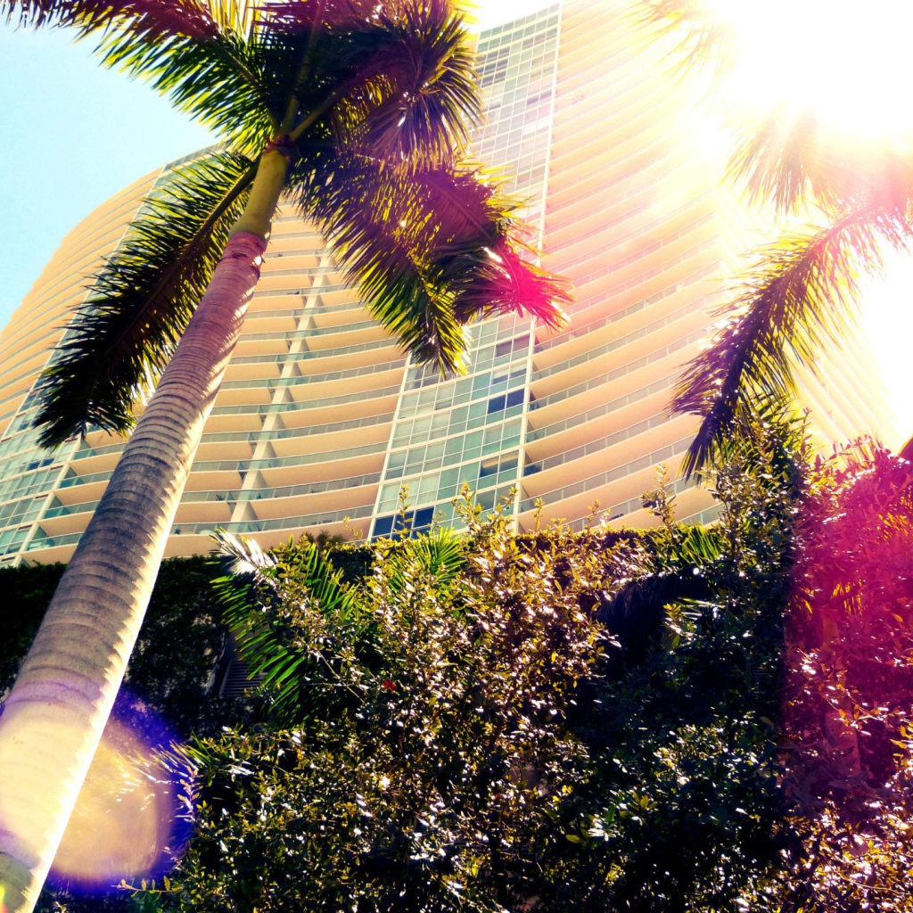 Пальмы в Майами