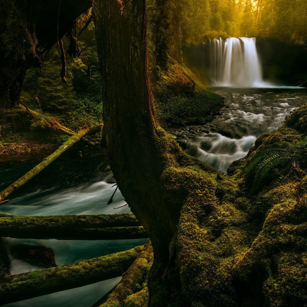 Река в лесу в Орегоне, США