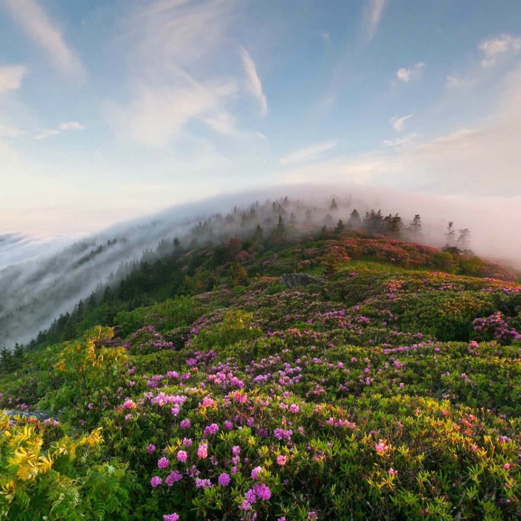 Рон Маунтин, Теннесси, США