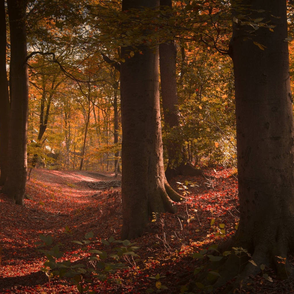 Густой лиственный лес в США
