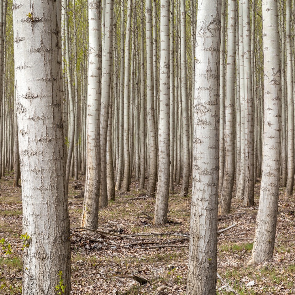 Густой лес в Орегоне