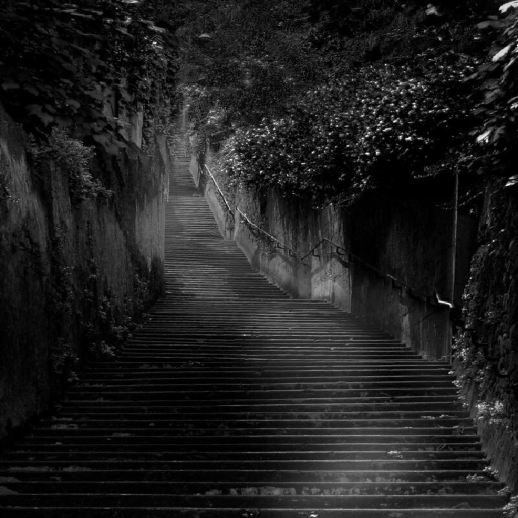 Черная лестница среди черных зарослей