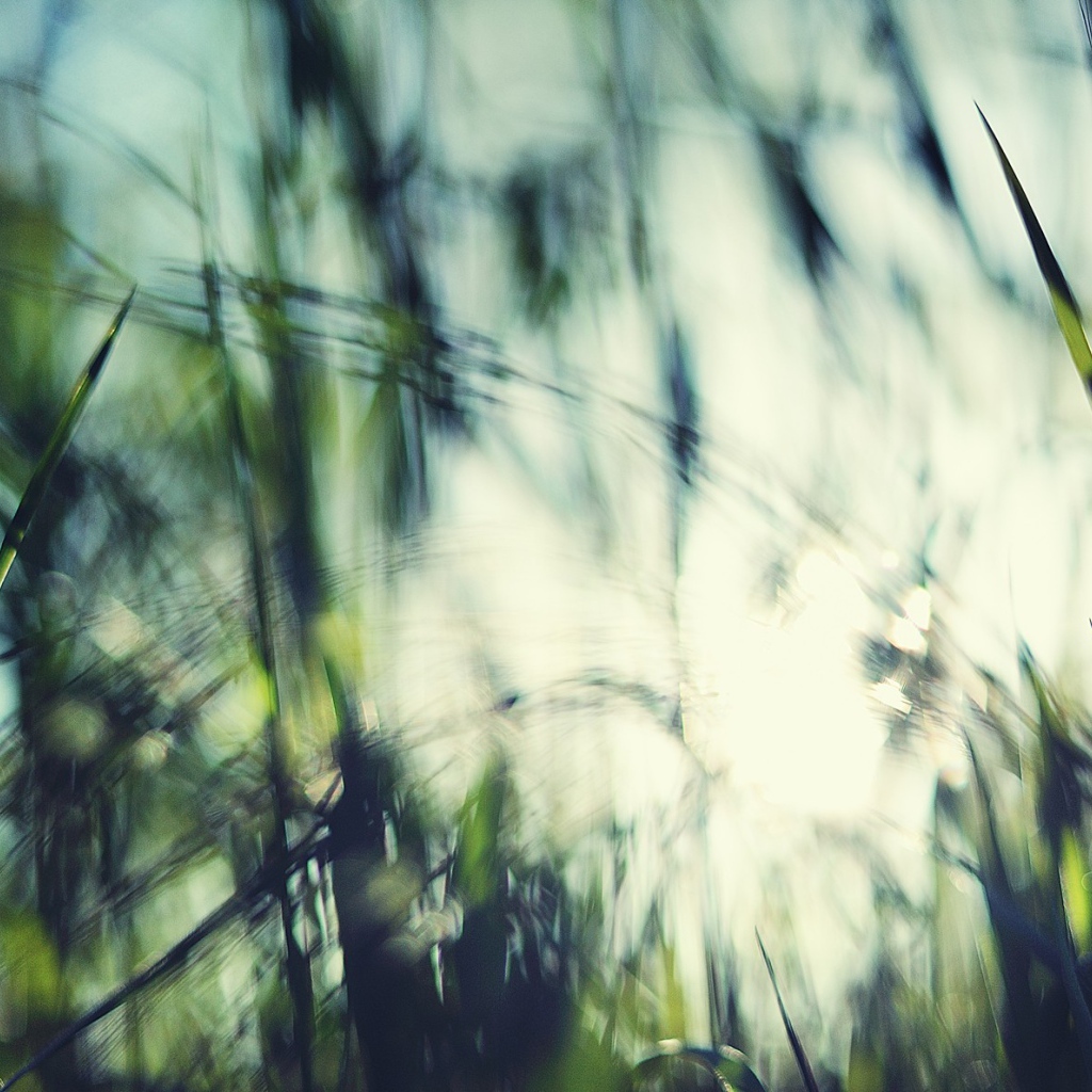 Размытое фото травы