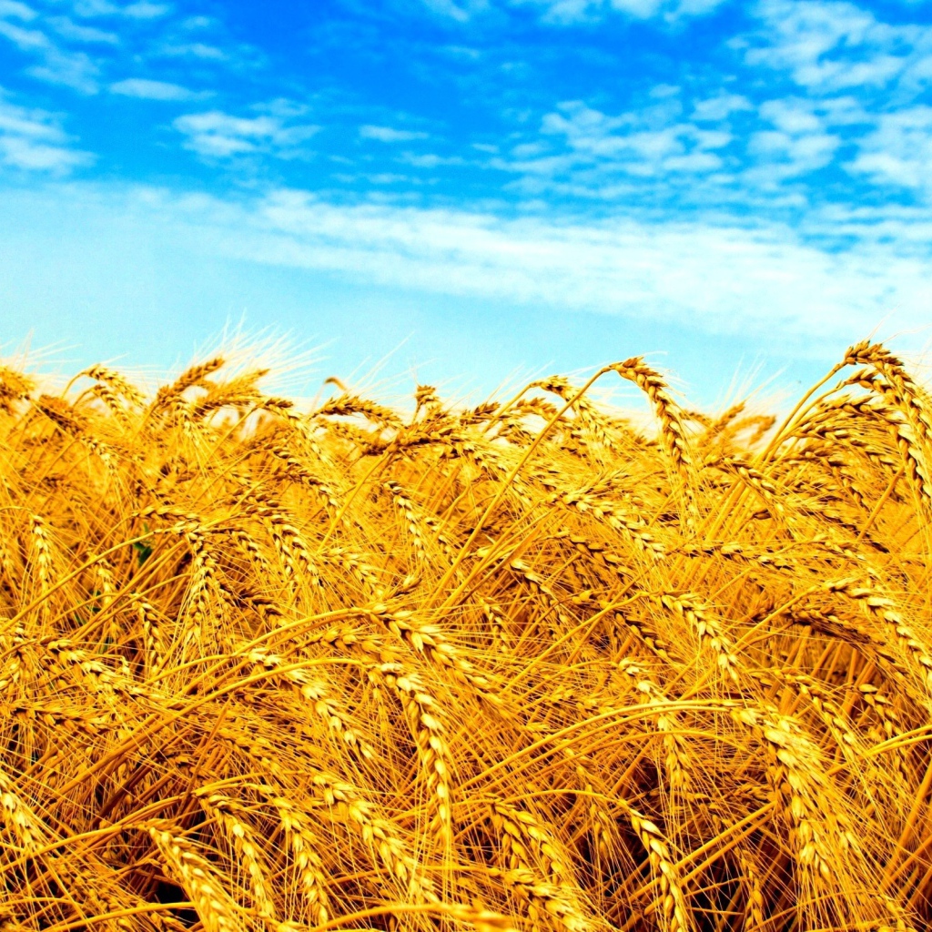 Желтое поле под голубым небом в Украине