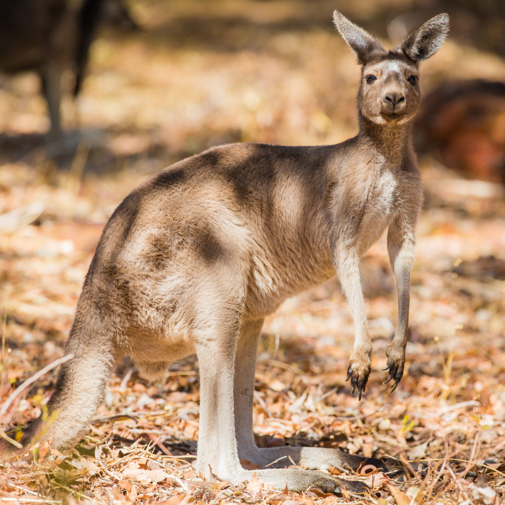Австралийский кенгуру стоит на сухой траве