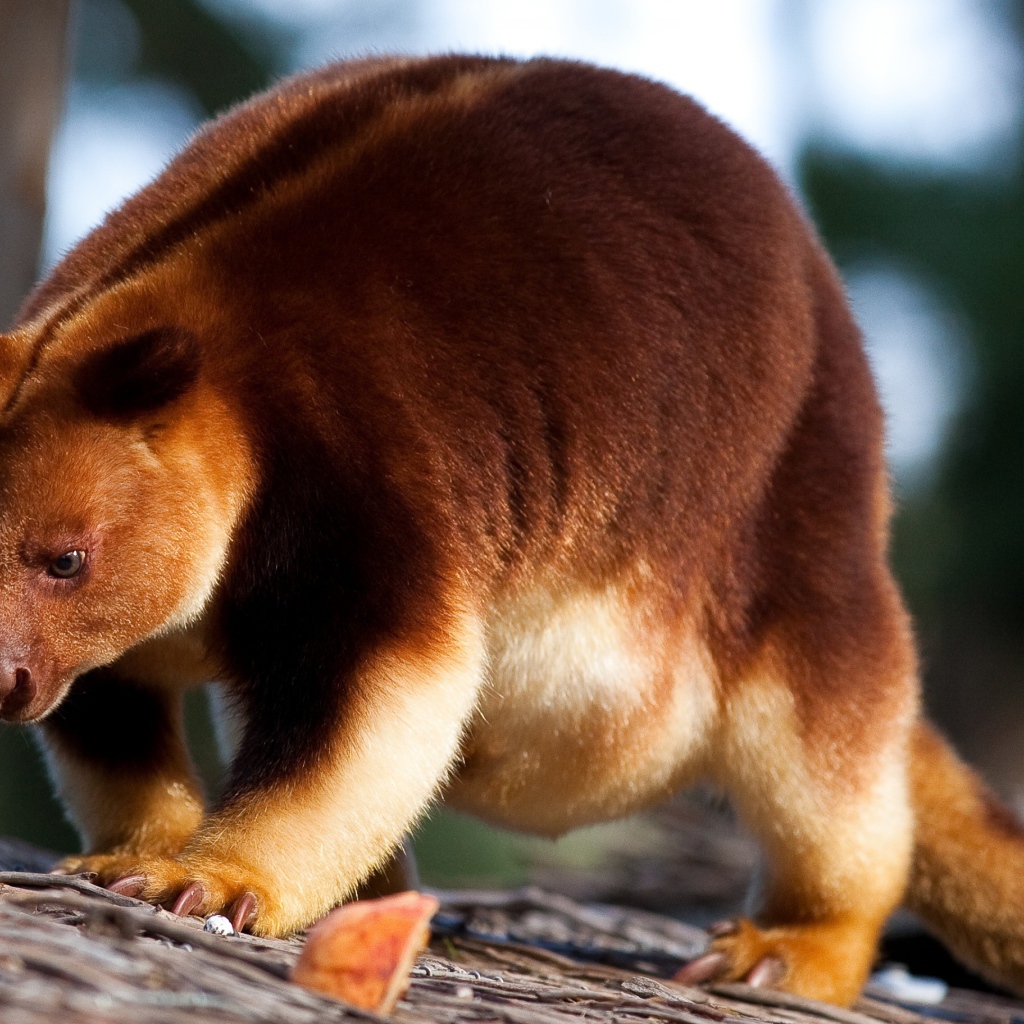 Кенгуру Гудфеллоу в зоопарке