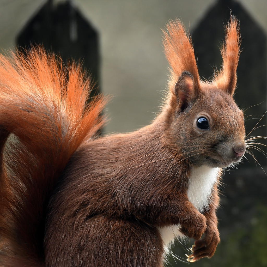 Белка с пушистым рыжим хвостом 