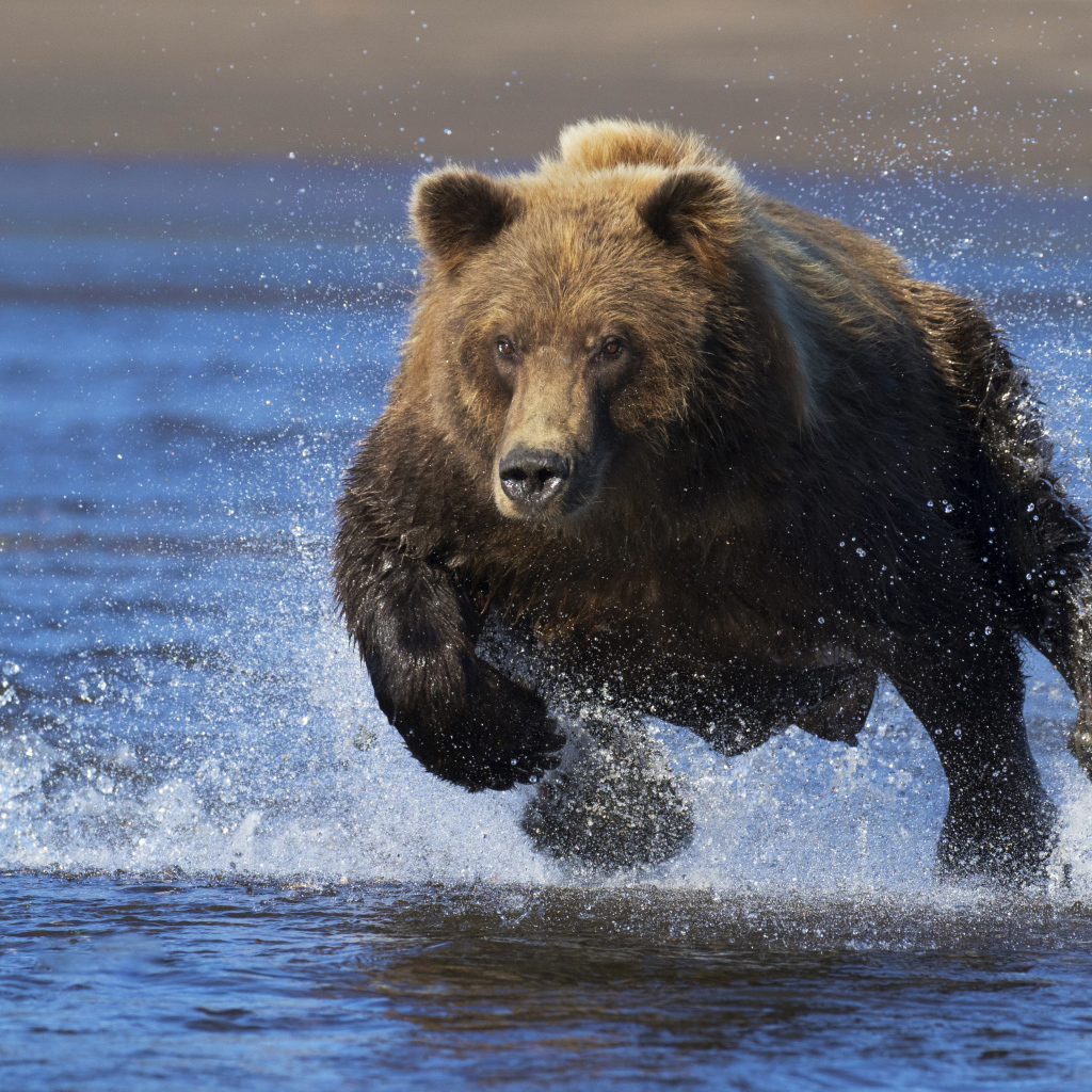 Большой медведь быстро бежит по воде