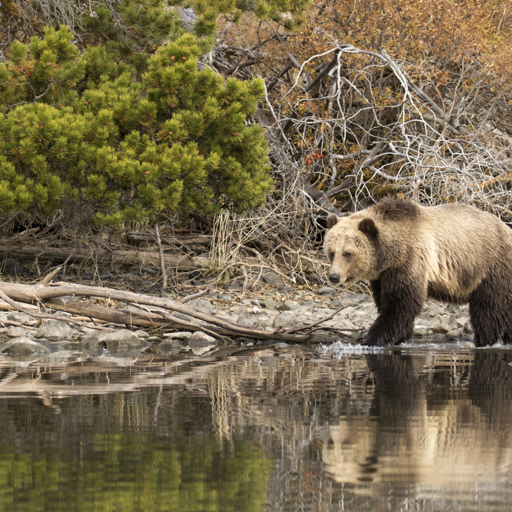 Большой бурый медведь идет по воде
