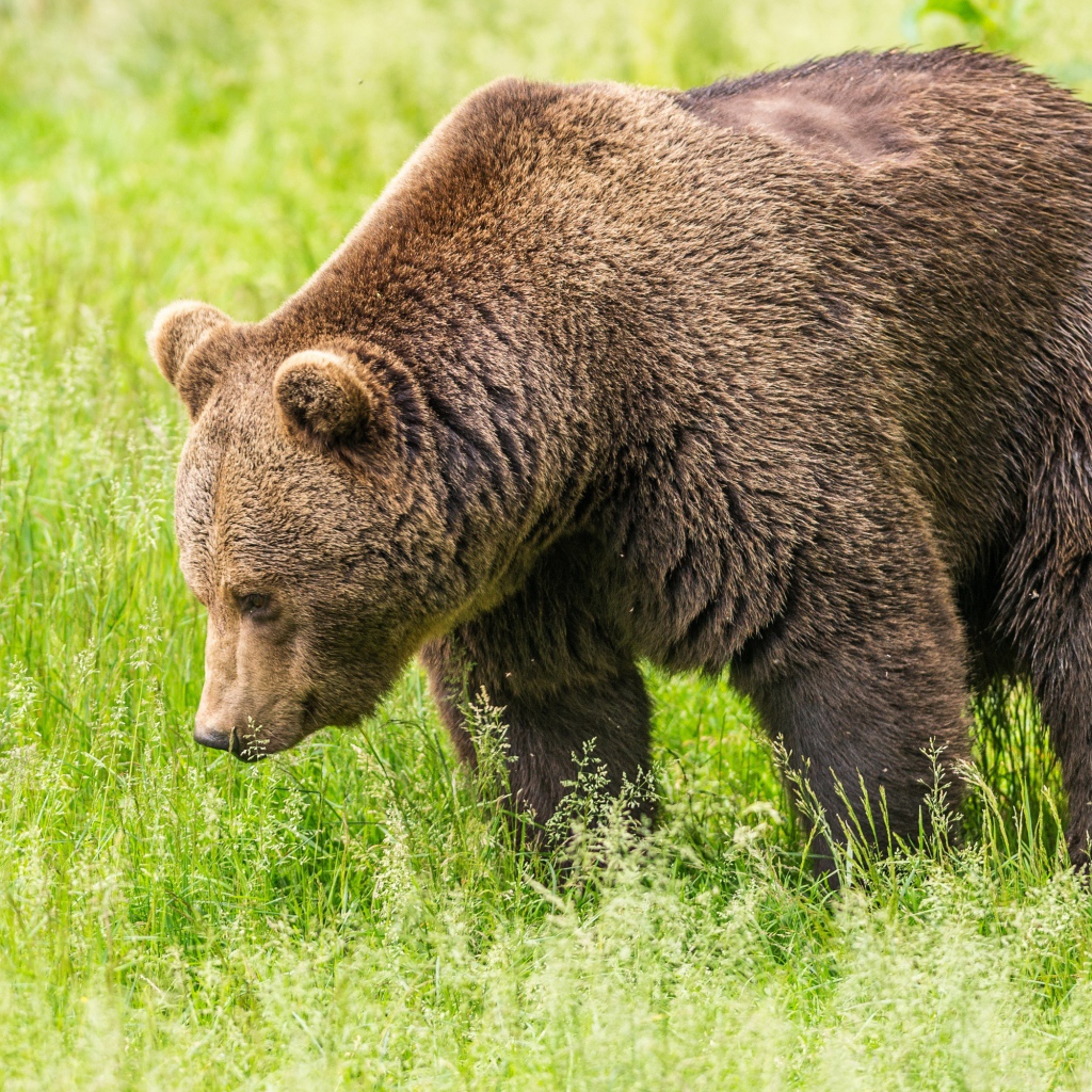Большой бурый медведь гуляет по зеленой траве