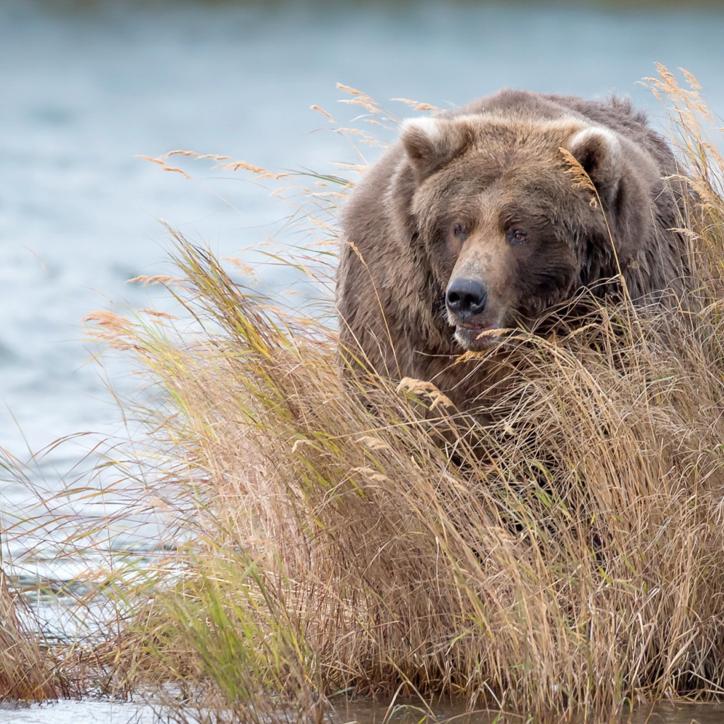 Большой бурый медведь идет в зарослях по воде