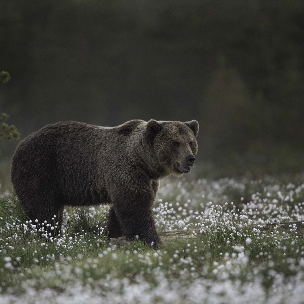Большой бурый медведь идет по белым полевым цветам