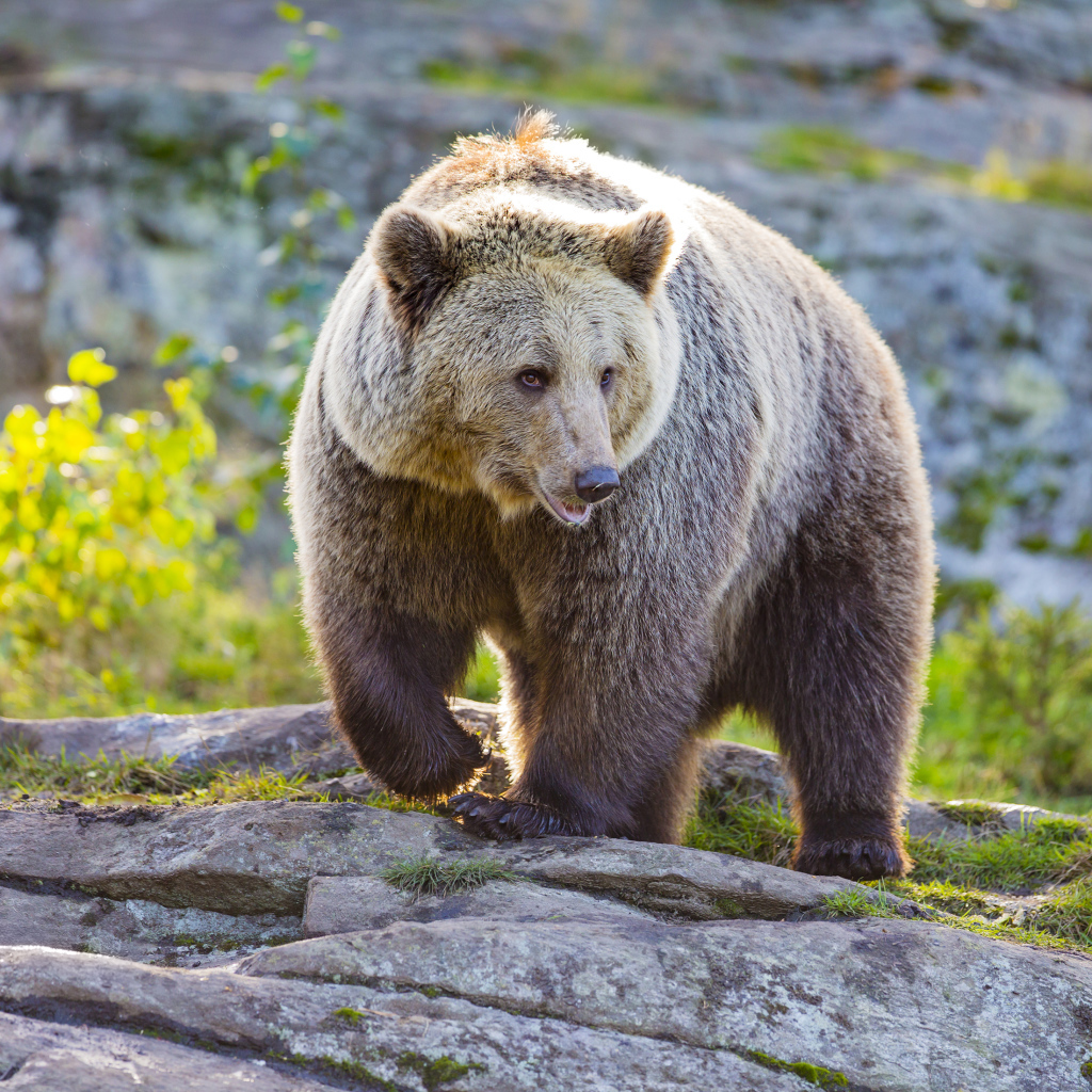 Большой медведь гризли идет по камням