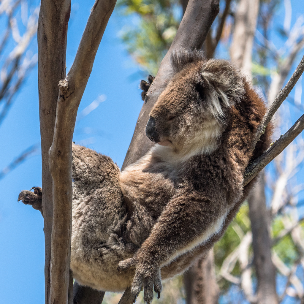 Ленивая коала спит на дереве