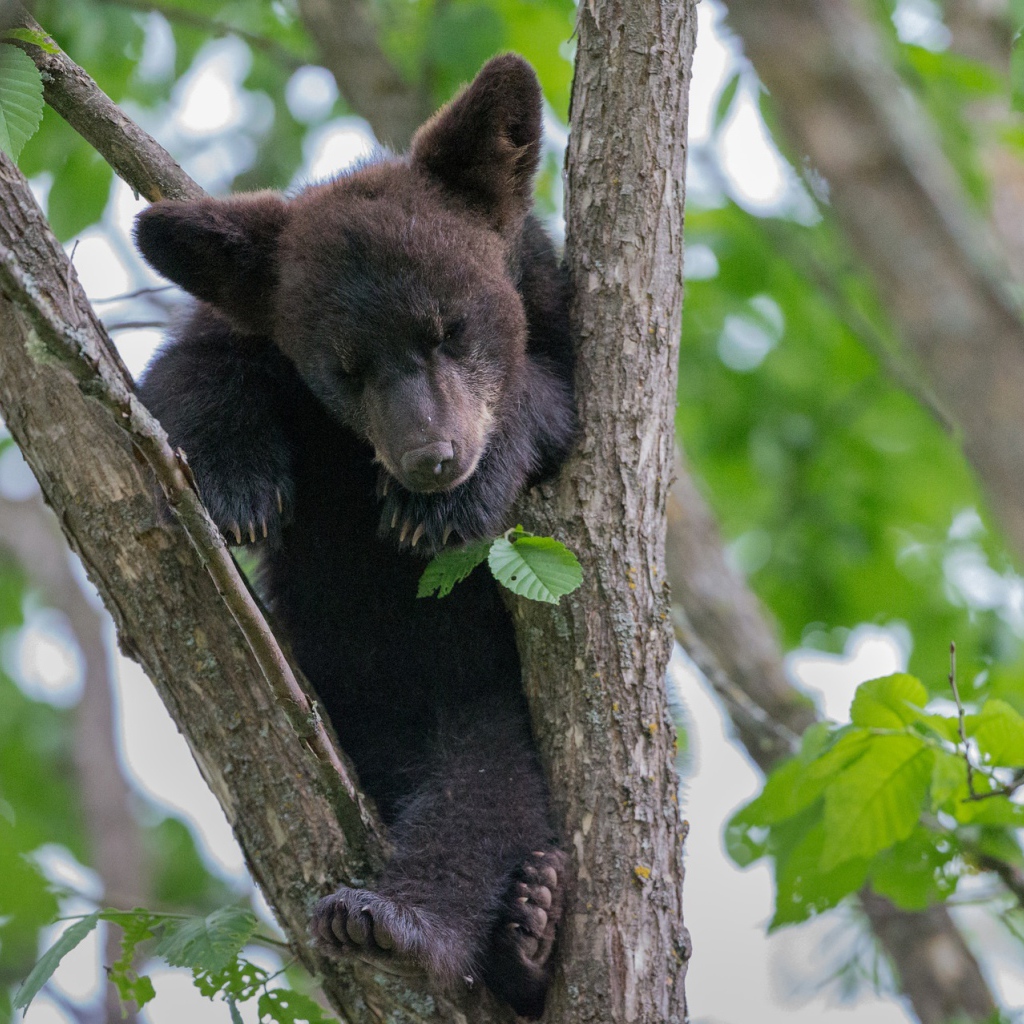 Маленький медвежонок сидит на ветке дерева