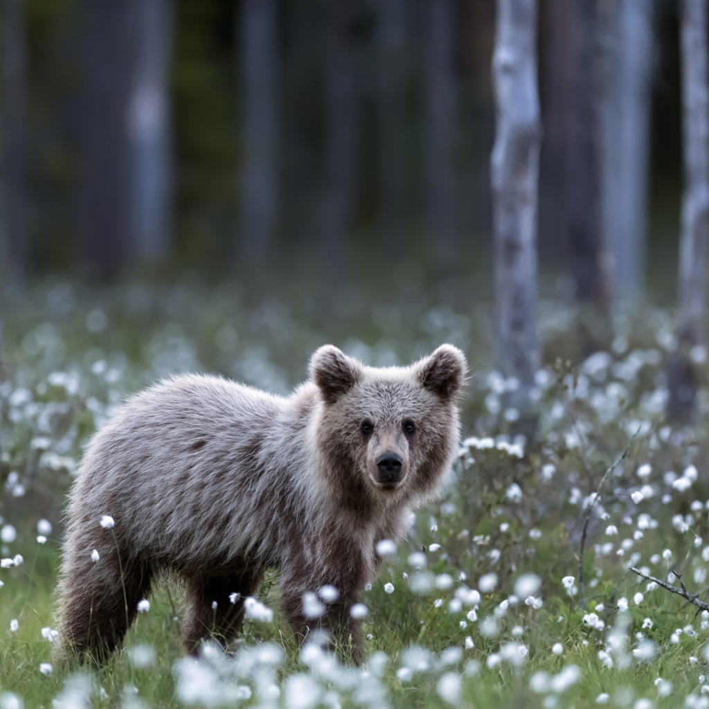 A small brown bear cub standing in a glade with white flowers