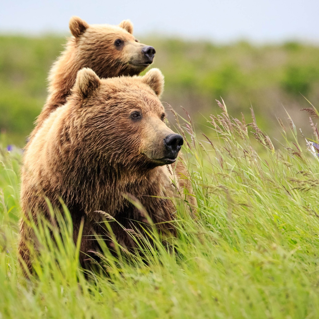 Большая медведица с медвежонком в зеленой траве