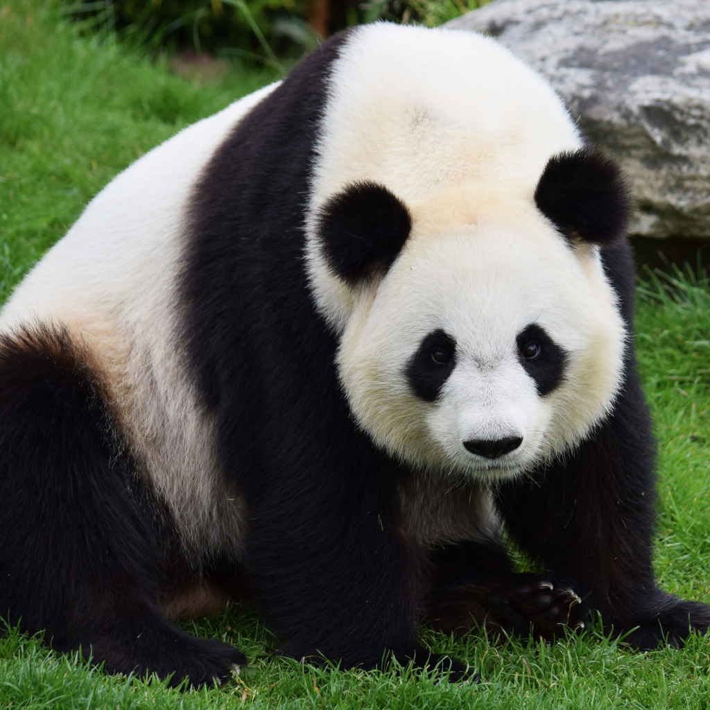 Большая красивая панда сидит на зеленой траве