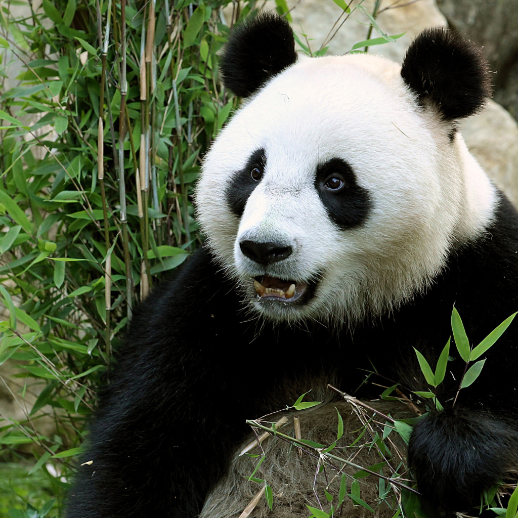 Забавная морда медведя панды